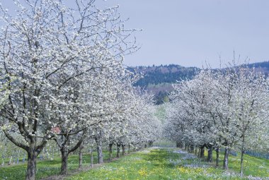 Frühling im Schwarzwald © reinhard sester-fotolia.com